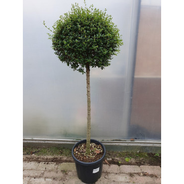 Topiaire (Plante taillée) - LIGUSTRUM delavayanum (Troène du Yunnan ou Troène à petites feuilles)