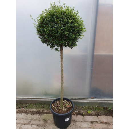 LIGUSTRUM delavayanum En pot forme tige hauteur du tronc 090-110 cm