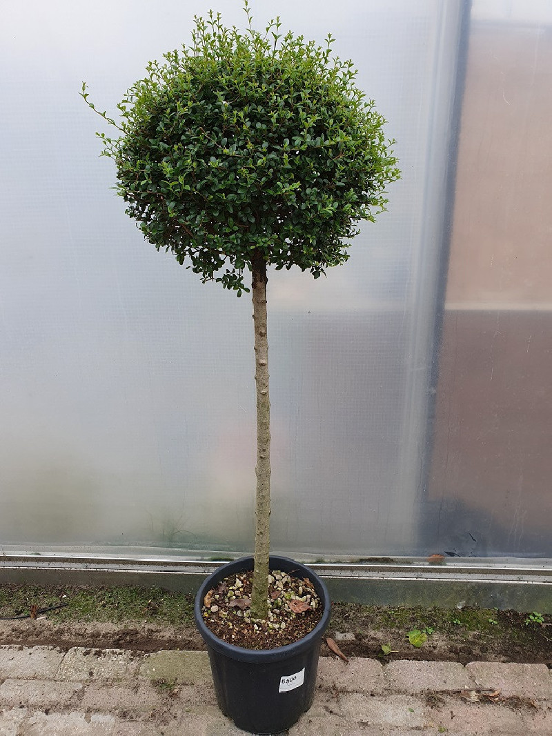 LIGUSTRUM delavayanum En pot forme tige hauteur du tronc 090-110 cm