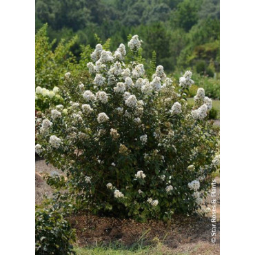 LAGERSTROEMIA ENDURING® WHITE (Lilas des Indes)