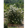 LAGERSTROEMIA ENDURING® WHITE (Lilas des Indes)