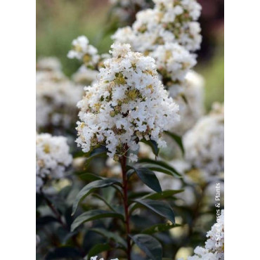 LAGERSTROEMIA ENDURING® WHITE (Lilas des Indes)