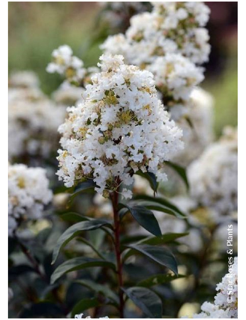 LAGERSTROEMIA ENDURING® WHITE (Lilas des Indes)