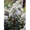 LAGERSTROEMIA ENDURING® WHITE (Lilas des Indes)