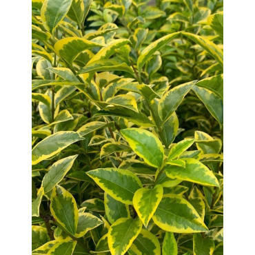 LIGUSTRUM ovalifolium AUREUM (Troène de Californie panaché doré)