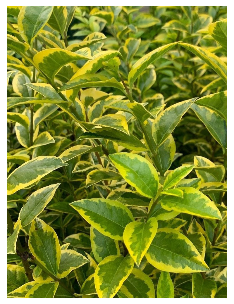 LIGUSTRUM ovalifolium AUREUM (Troène de Californie panaché doré)