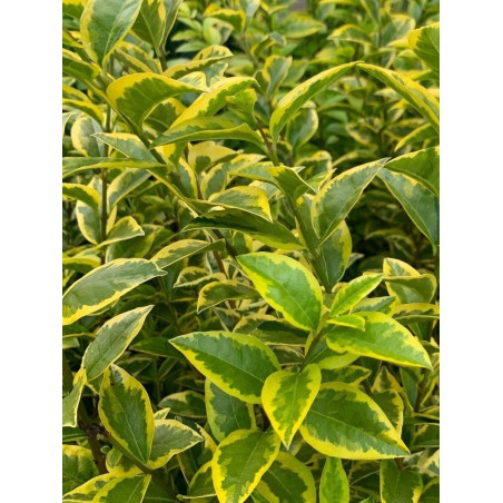 LIGUSTRUM ovalifolium AUREUM (Troène de Californie panaché doré)