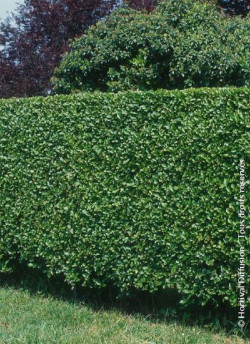 LIGUSTRUM ovalifolium