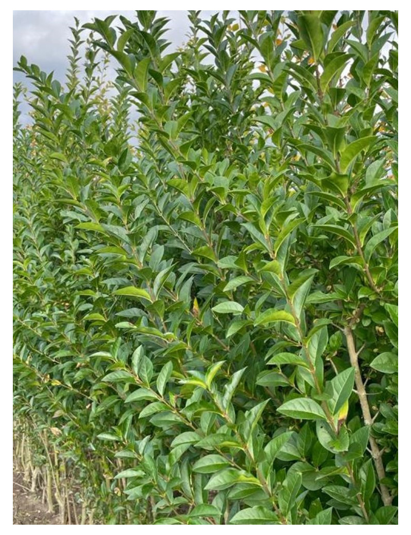 LIGUSTRUM ovalifolium (Troène de Californie)