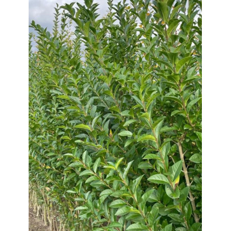 LIGUSTRUM ovalifolium (Troène de Californie)