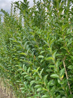 LIGUSTRUM ovalifolium