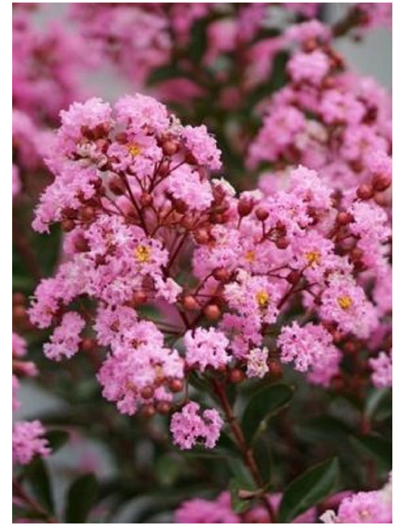 LAGERSTROEMIA EVELINE® (Lilas des Indes)