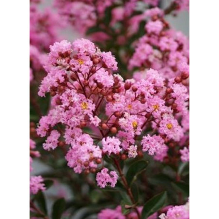 LAGERSTROEMIA EVELINE® (Lilas des Indes)