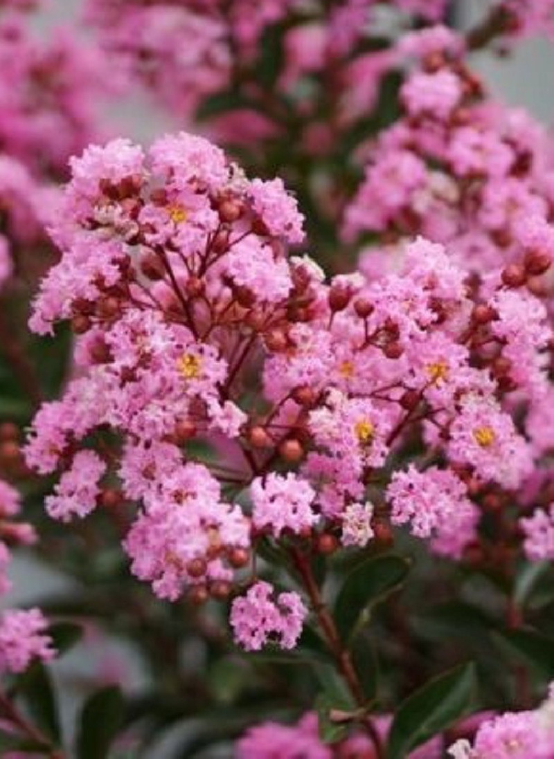 LAGERSTROEMIA EVELINE
