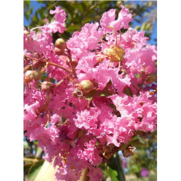 LAGERSTROEMIA MONTBAZILLAC® (Lilas des Indes)