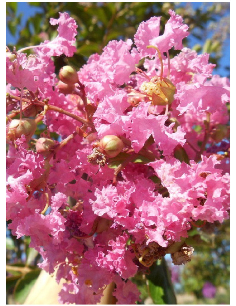 LAGERSTROEMIA MONTBAZILLAC® (Lilas des Indes)