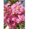 LAGERSTROEMIA MONTBAZILLAC® (Lilas des Indes)