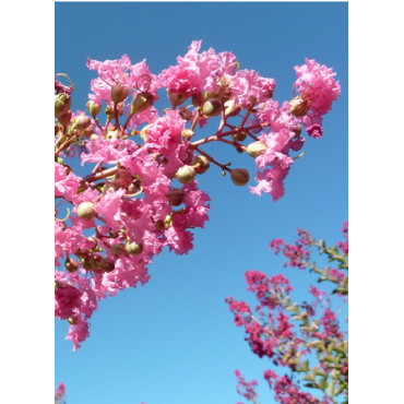 LAGERSTROEMIA MONTBAZILLAC® (Lilas des Indes)