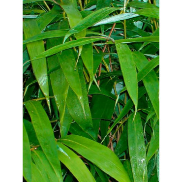 PSEUDOSASA japonica (Bambou flèche, bambou métaké)