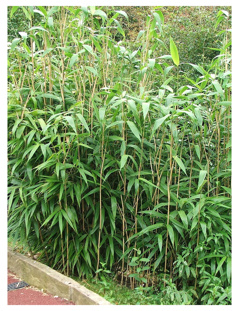 PSEUDOSASA japonica (Bambou flèche, bambou métaké)