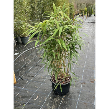 PSEUDOSASA japonica (Bambou flèche, bambou métaké)