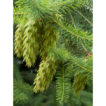 PSEUDOTSUGA menziesii (Sapin de douglas, sapin de l'Orégon)