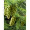 PSEUDOTSUGA menziesii