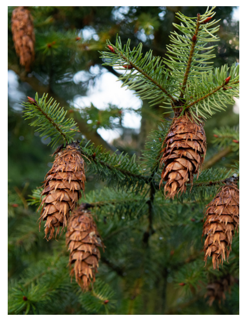 PSEUDOTSUGA menziesii (Sapin de douglas, sapin de l'Orégon)