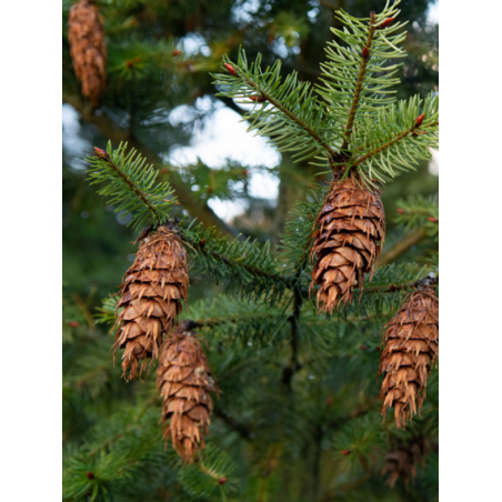 PSEUDOTSUGA menziesii (Sapin de douglas, sapin de l'Orégon)