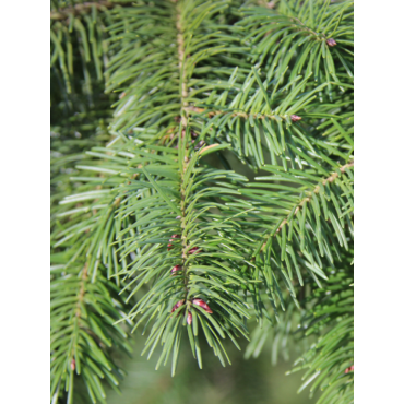 PSEUDOTSUGA menziesii (Sapin de douglas, sapin de l'Orégon)