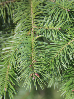 PSEUDOTSUGA menziesii