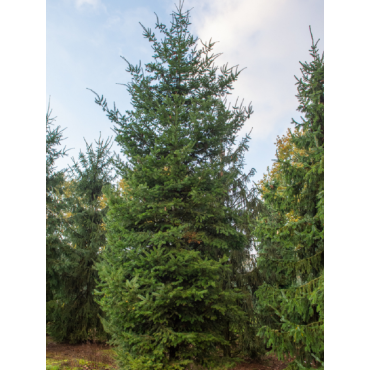 PSEUDOTSUGA menziesii (Sapin de douglas, sapin de l'Orégon)