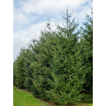 PSEUDOTSUGA menziesii (Sapin de douglas, sapin de l'Orégon)