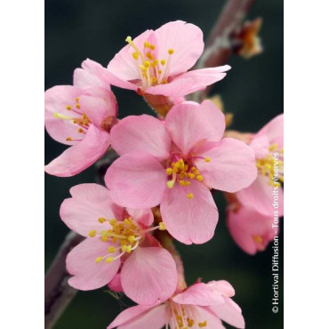 PRUNUS kurilensis RUBY (Cerisier à fleurs des îles Kouriles Ruby)