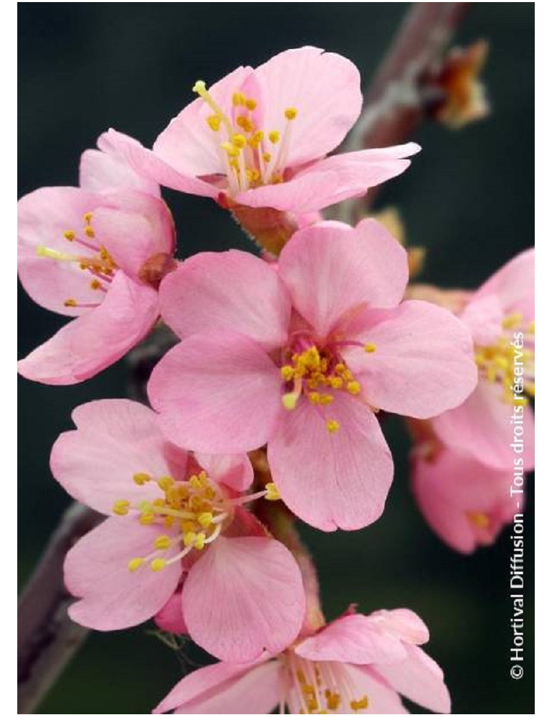 PRUNUS kurilensis RUBY (Cerisier à fleurs des îles Kouriles Ruby)