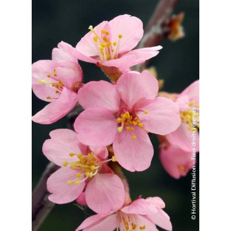 PRUNUS kurilensis RUBY (Cerisier à fleurs des îles Kouriles Ruby)