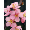 PRUNUS kurilensis RUBY (Cerisier à fleurs des îles Kouriles Ruby)