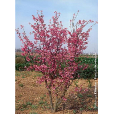 PRUNUS kurilensis RUBY (Cerisier à fleurs des îles Kouriles Ruby)