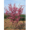 PRUNUS kurilensis RUBY (Cerisier à fleurs des îles Kouriles Ruby)