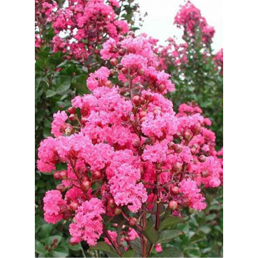 LAGERSTROEMIA PINK VELOUR® (Lilas des Indes)