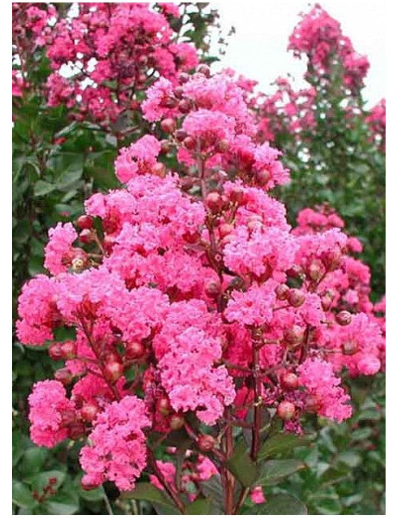 LAGERSTROEMIA PINK VELOUR® (Lilas des Indes)