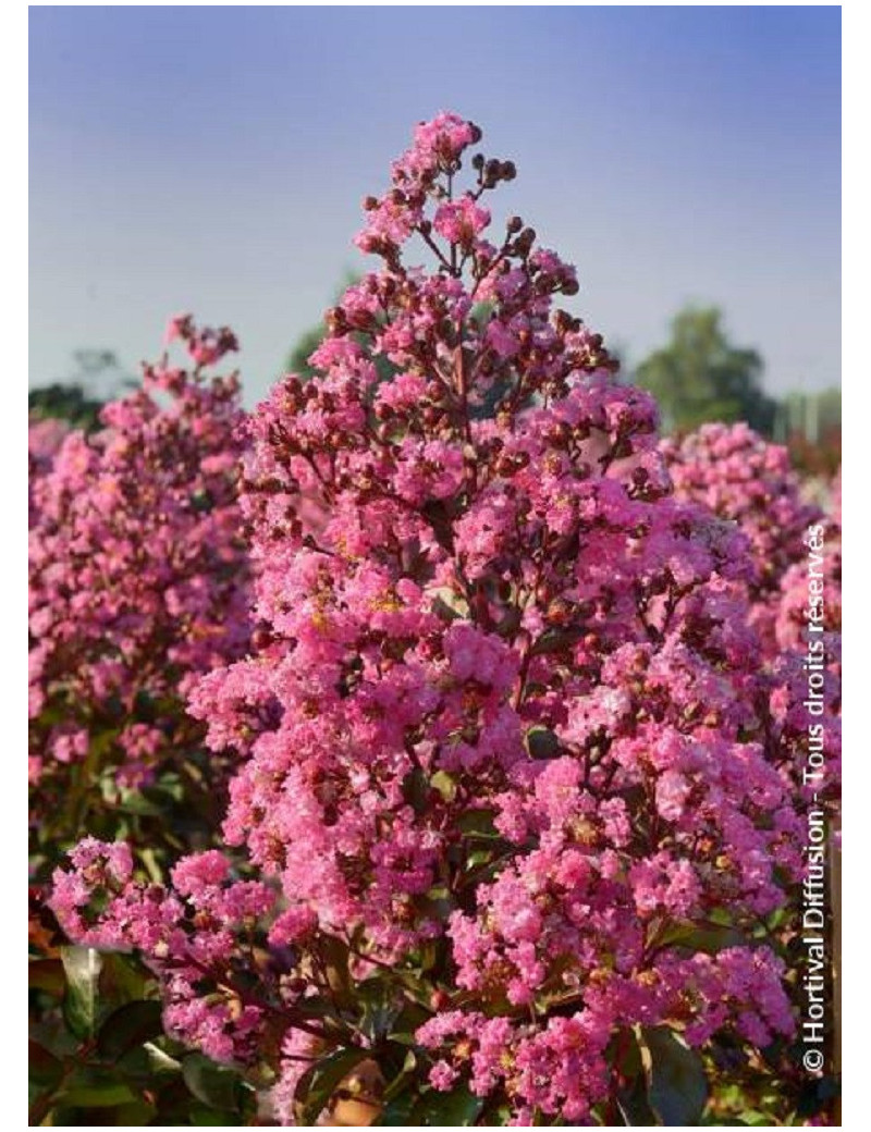 LAGERSTROEMIA RHAPSODY IN PINK (Lilas des Indes)