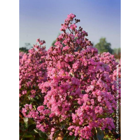 LAGERSTROEMIA RHAPSODY IN PINK (Lilas des Indes)