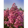 LAGERSTROEMIA RHAPSODY IN PINK (Lilas des Indes)