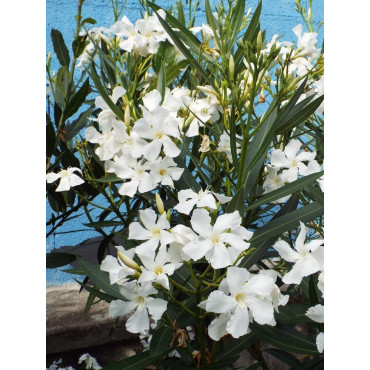 NERIUM oleander BLANC (Laurier rose)