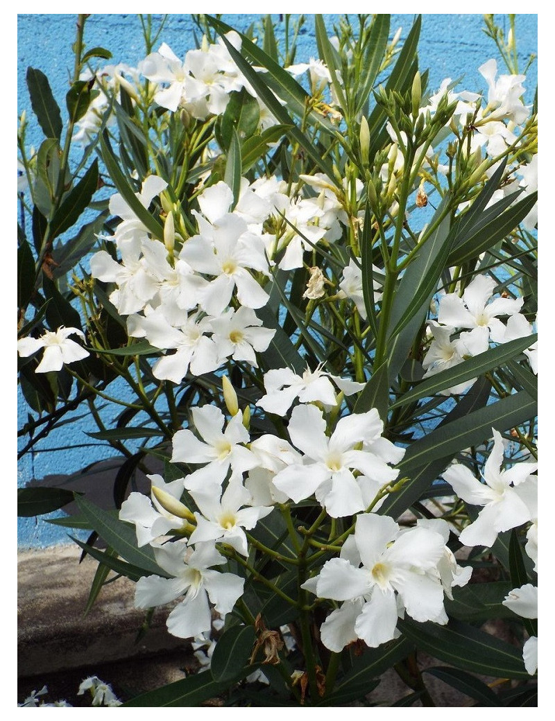 NERIUM oleander BLANC (Laurier rose)