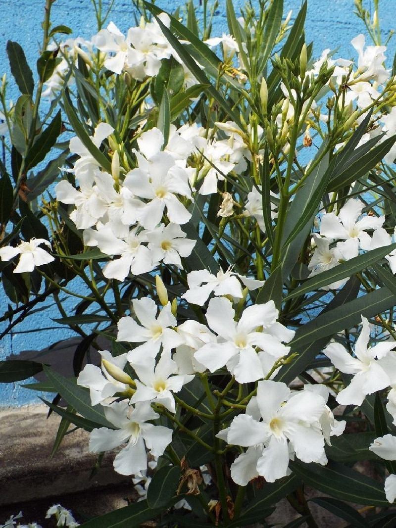 NERIUM oleander BLANC