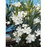 NERIUM oleander BLANC (Laurier rose)