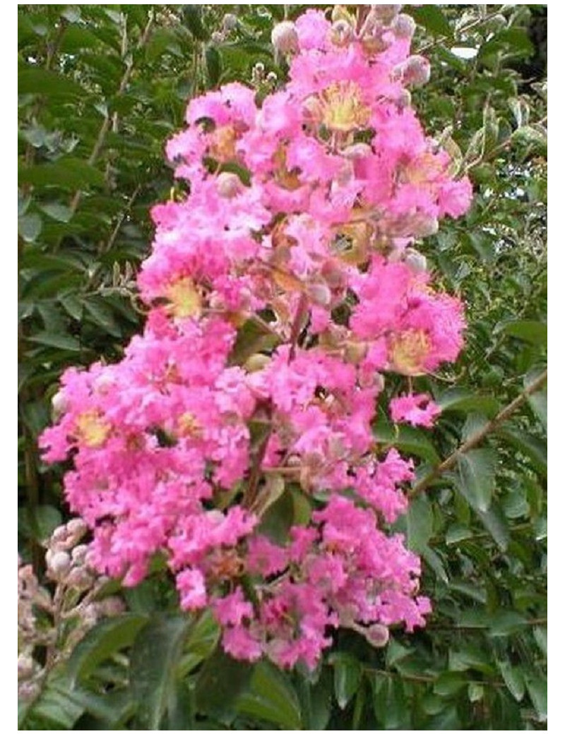 LAGERSTROEMIA ROSE (Lilas des Indes)