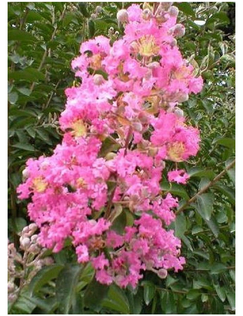 LAGERSTROEMIA ROSE LAGERSTROEMIA ROSE